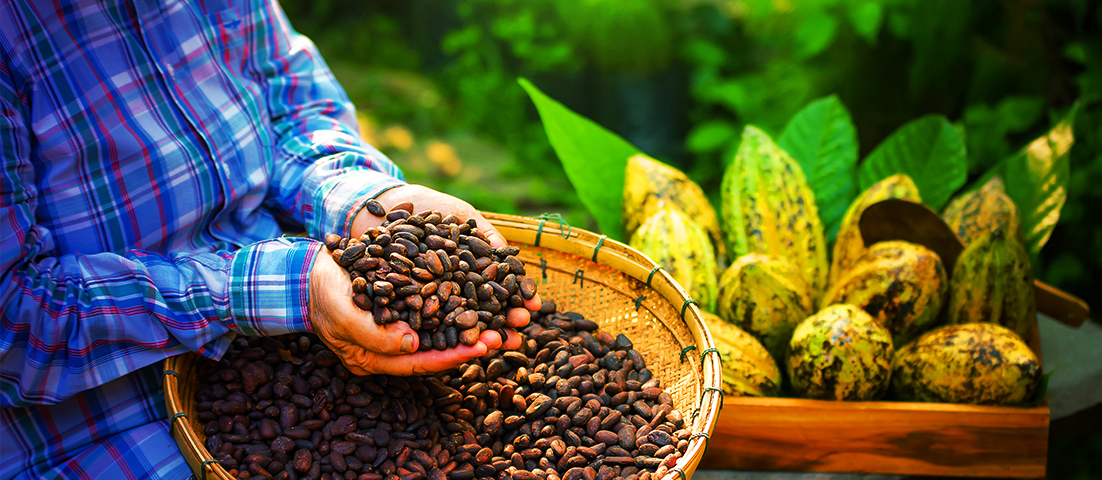LatAm Cocoa Production: Sweet Opportunity LatAm Cocoa Production: Sweet Opportunity